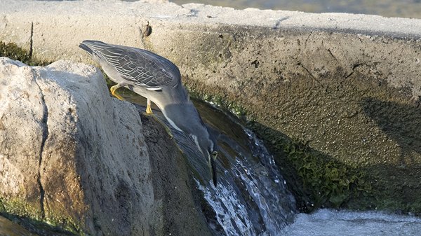 검은댕기해오라기
